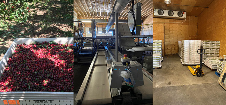 cherry packinghouse traceability system