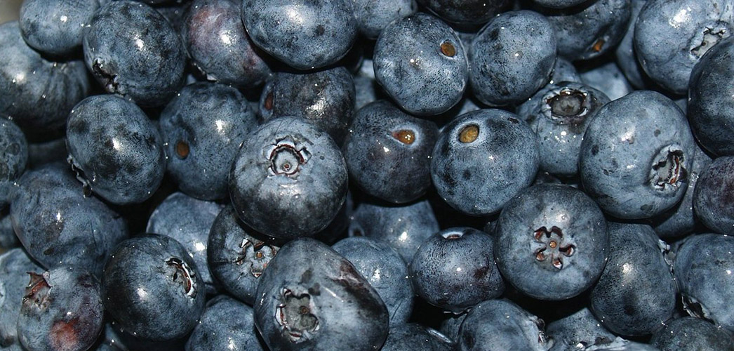 growers-feeling-blue-blueberries